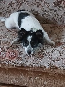 Sonikmoi Деревянко